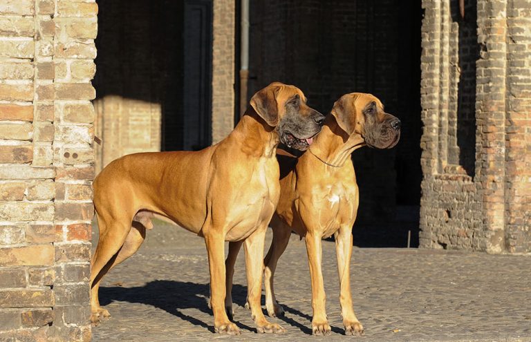 Breed Profile - Great Dane - Gilbertson and Page - Dog, Cat and Ferret Food