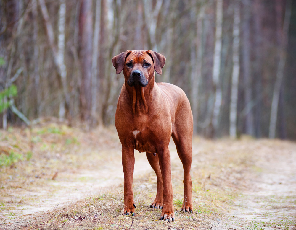 Breed Profile - Rhodesian - Gilbertson and Page Dog, Cat and Ferret