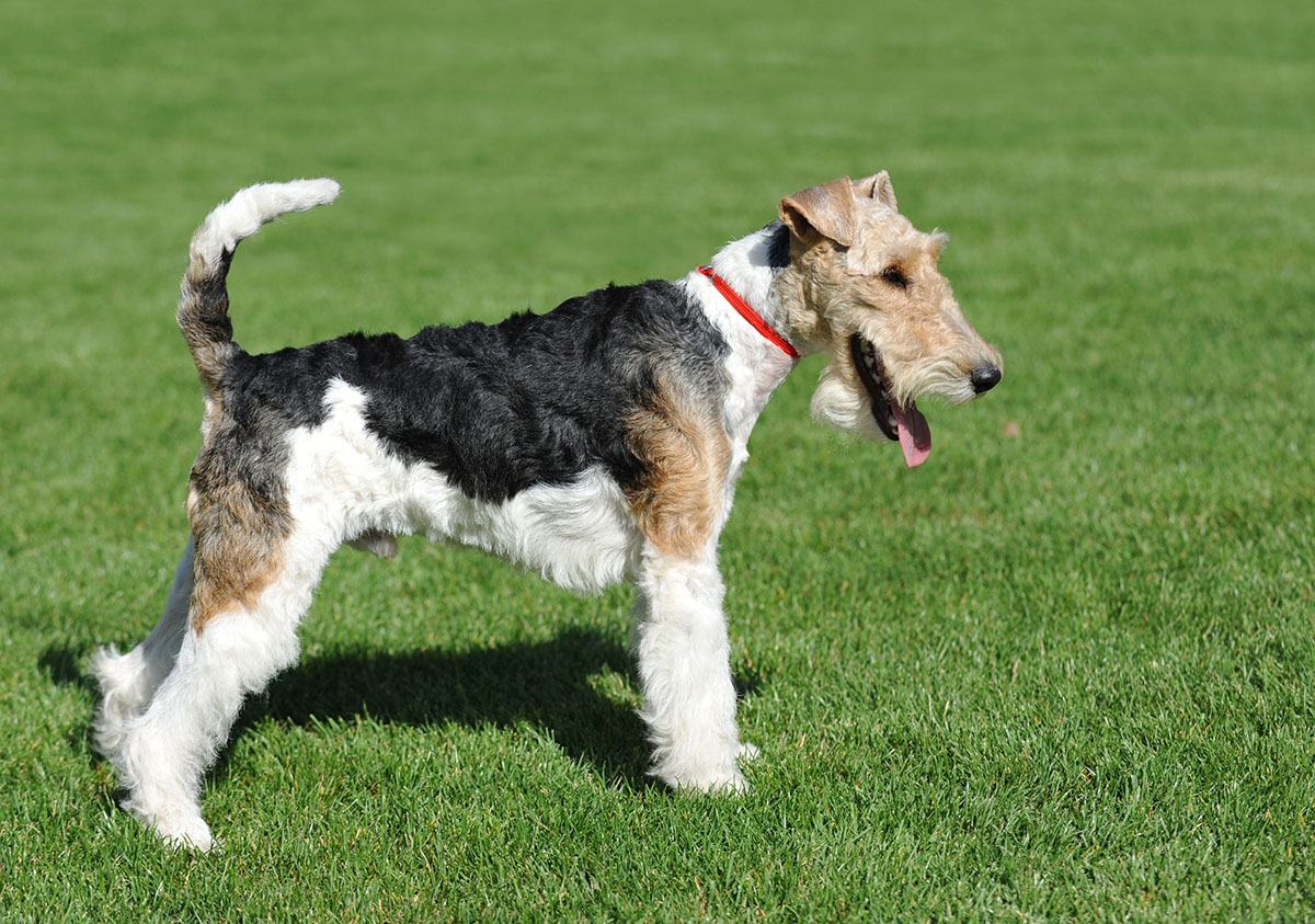 wire haired terrier
