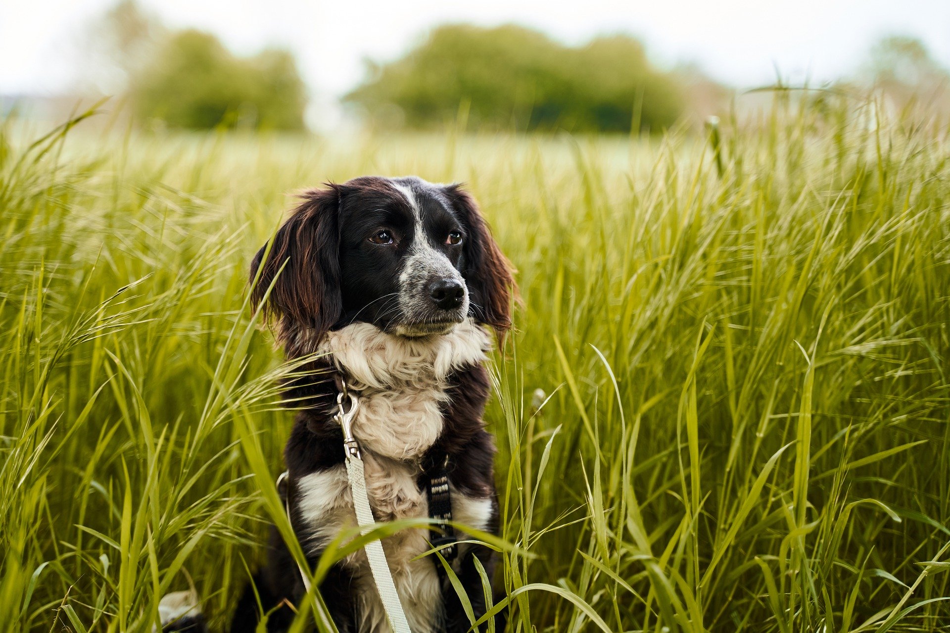 does-your-dog-need-a-grain-free-or-hypoallergenic-diet-gilbertson